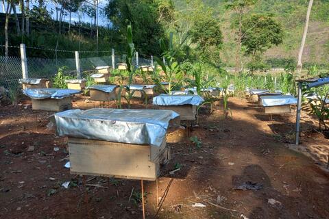 Biện pháp chống rét cho đàn ong nuôi qua mùa Đông
