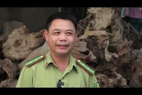 Nhờ giữ rừng, bám rừng, người dân huyện Sìn Hồ, tỉnh Lai Châu đã cải thiện đời sống.